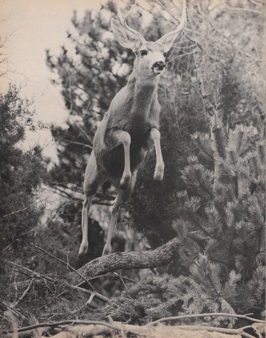 Nebraskaland digital archive